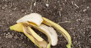 Hnojení banánovou slupkou v zahradě: Tyto rostliny porostou rychleji, silněji a zdravěji