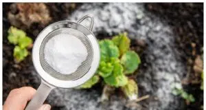 Zahrada jako ze škatulky? Využijte jedlou sodu! Tyto překvapivé triky vás překvapí