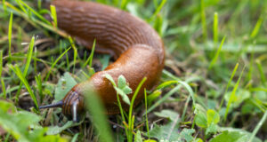 Invaze slimáků v zahradě? Podívejte se, které rostliny je lákají! Těchto 5 oblíbenců je pro ně jako magnet!