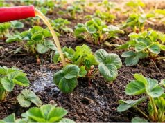 Chcete jahody velké jako pěst? Udělejte tohle na jaře a sklidíte 10x větší úrodu sladkých plodů!