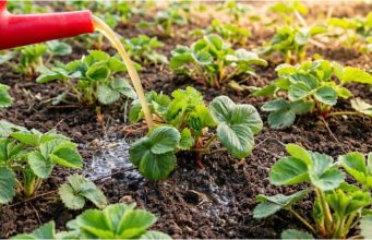 Jahody velké jako pěst? Zapomeňte na chemii a vsaďte na „kvasnicový elixír“ našich babiček