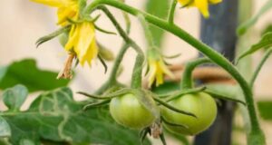 Zrádné opadávání květů rajčat? Odhalte 5 hlavních důvodů a zachraňte svou úrodu ještě dnes!