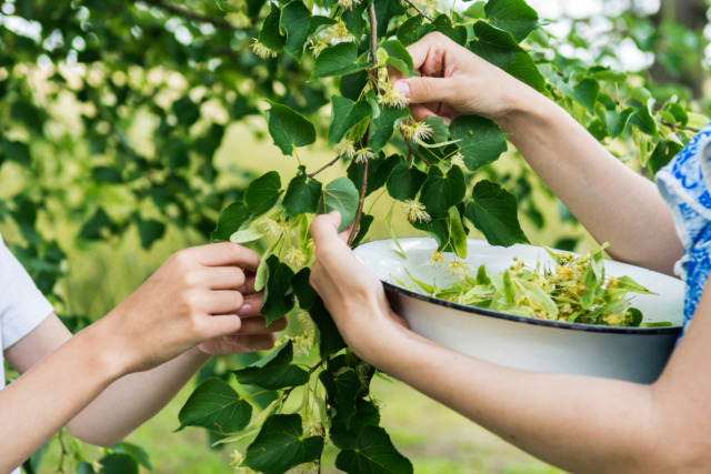 Woman and boy are picking linden tree blossoms in the garden, workers are preparing herbs for drying for healthy tea