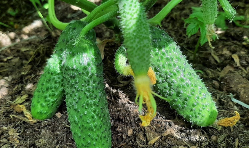 Organický zemědělec se podělil o recept na postřik okurek. Jednoduchý a přírodní prostředek proti plísni bramborové na okurkách.
