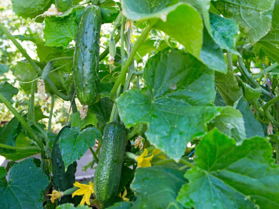 Organický zemědělec se podělil o recept na postřik okurek. Jednoduchý a přírodní prostředek proti plísni bramborové na okurkách.