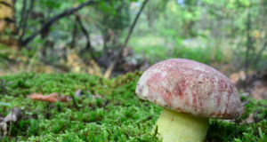 Jedlý hřib, který vás může stát pokutu: Nesahejte na něj Hřib královský v trávě.