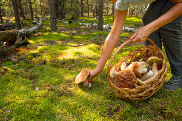 Hands of a woman with a basket full of wild mushrooms and picking mushrooms. Sunlight filters through the trees, basket full of porcini mushrooms, soft moss. Tranquil moment of foraging in nature.