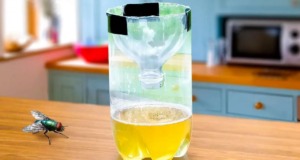 Dejte to do kuchyně: Odpudí mouchy, komáry i další hmyz (přírodní řešení) Přírodní odpuzovače hmyzu v kuchyni – máta, bazalka a citronela v květináčích
