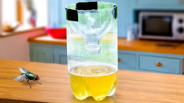 Přírodní odpuzovače hmyzu v kuchyni – máta, bazalka a citronela v květináčích