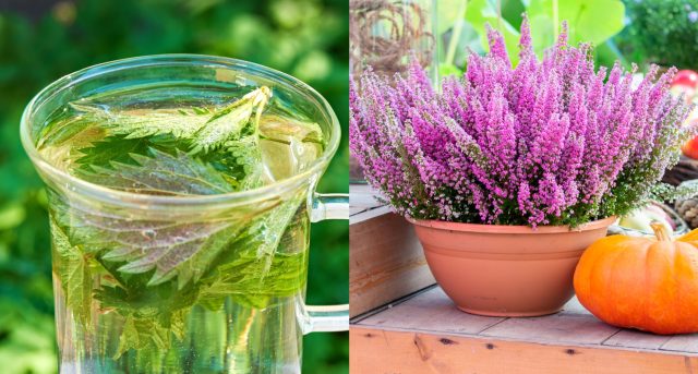 vřesy Zálivka na vřesy.