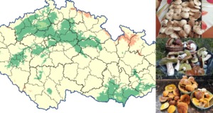 Chystáte se o víkendu na houby? Podívejte se na AKTUÁLNÍ mapu růstu hub! Aktuální mapa růstu hub ČHMÚ 3. 10. 2025