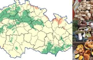 Chystáte se o víkendu na houby? Podívejte se na AKTUÁLNÍ mapu růstu hub! Aktuální mapa růstu hub ČHMÚ 3. 10. 2025