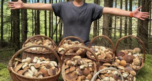 To není fotomontáž: Houbař se vrátil z lesa s desítkami kilogramů hřibů a lišek