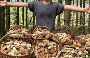 To není fotomontáž: Houbař se vrátil z lesa s desítkami kilogramů hřibů a lišek