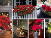 Úžasné zimní dekorace z květin, které neodmyslitelně patří k Vánocům!