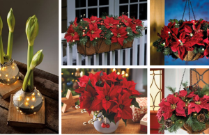 Květiny, které neodmyslitelně patří k Vánocům: 20+ dekorací pro vás!