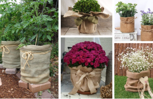 Ochraňte vaše rostliny před jarními mrazíky pomocí obyčejné pytloviny!