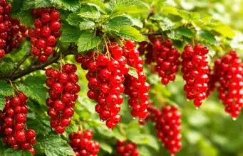 Tajemství rekordní úrody rybízu: Jak ho správně pohnojit na jaře pro kbelíky plné plodů