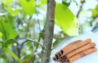 Skořice v zahradě: Proč na ni babičky nedaly dopustit a co na to říká věda?