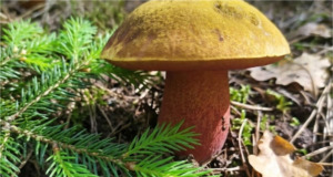 Houbaři hlásí první nálezy na Mimoňsku: V lesích Libereckého kraje už se objevují první hřibovité houby