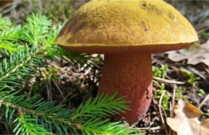 Houbaři hlásí první nálezy na Mimoňsku: V lesích Libereckého kraje už se objevují první hřibovité houby