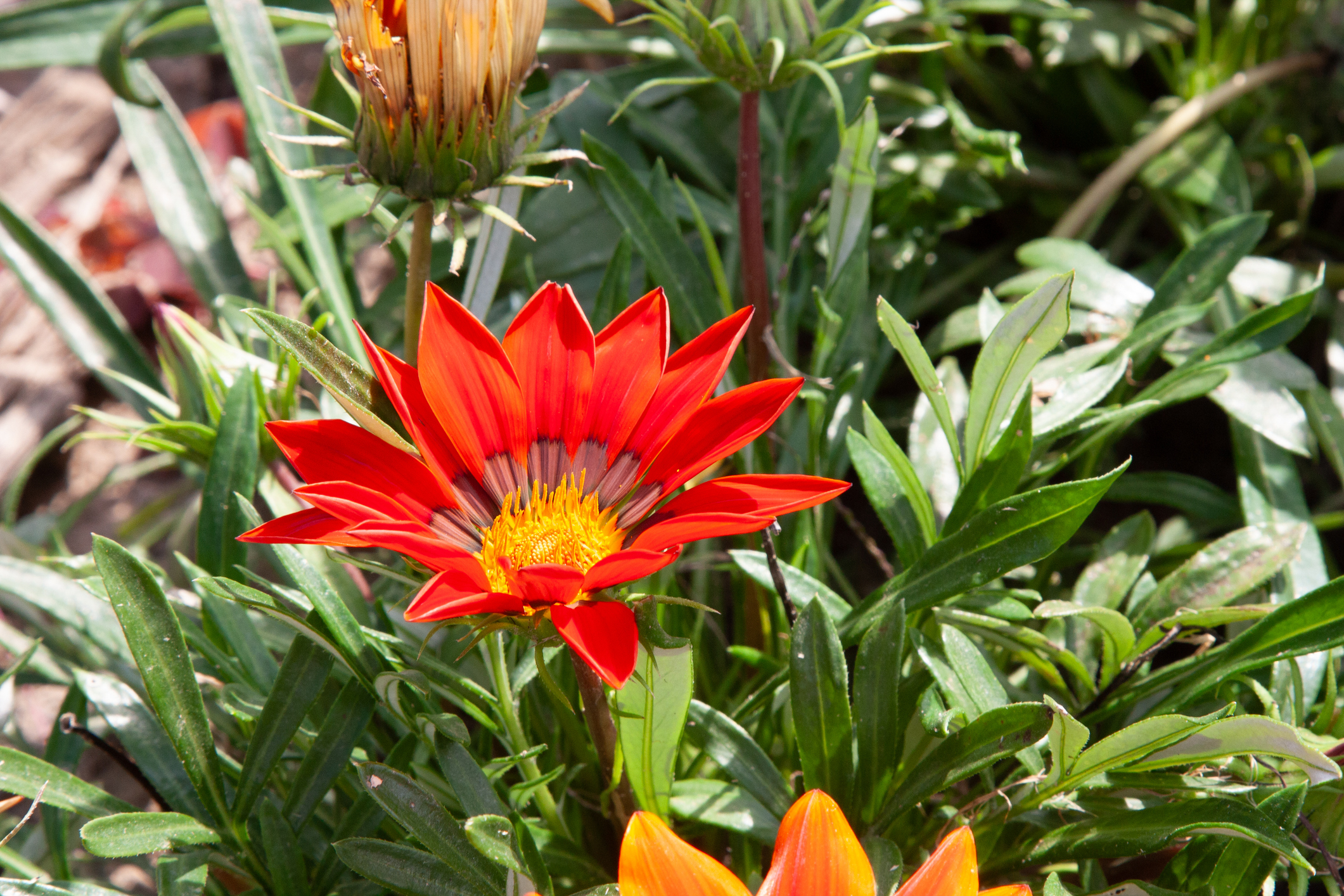 Gazania na słonecznym balkonie