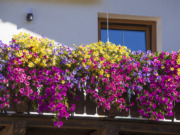 7 květin do truhlíku, které zvládnou rozpálený balkon a kvetou až do podzimu