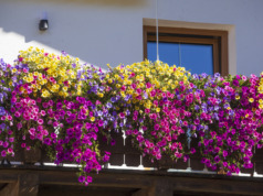 7 květin do truhlíku, které zvládnou rozpálený balkon a kvetou až do podzimu