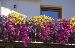 7 květin do truhlíku, které zvládnou rozpálený balkon a kvetou až do podzimu