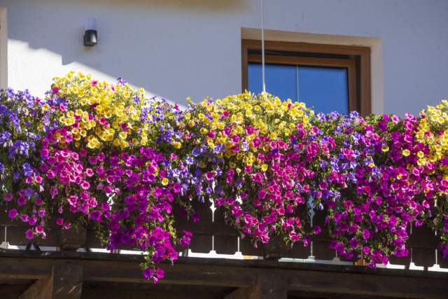 Balcony on a modern residential building with flower boxes and flowers, Neustift im Stubaital, Stubai Valley, Tyrol, Austria