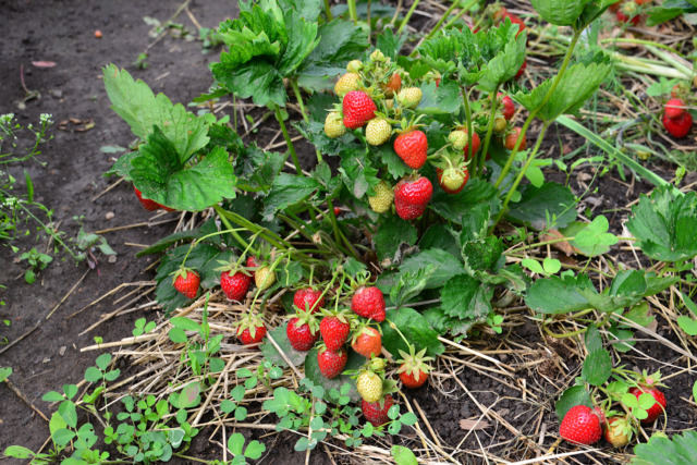 lots of Ripe and Unripe organic Strawberries Growing in a Garden