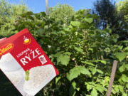 Maliny budou plodit jako divé: Pomůže obyčejná rýže, kterou máte doma ve spížizahradni tipy