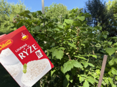 Maliny budou plodit jako divé: Pomůže obyčejná rýže, kterou máte doma ve spížizahradni tipy