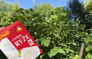 Maliny budou plodit jako divé: Pomůže obyčejná rýže, kterou máte doma ve spížizahradni tipy