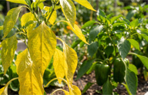 Papriky žloutnou po výsadbě: Kdy je to chlad, kdy zálivka a kdy nedostatek živin