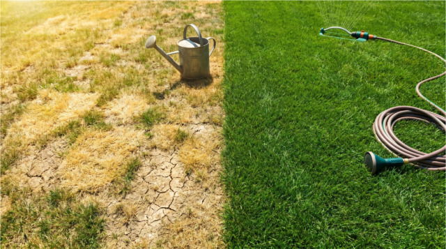 Důsledky špatného zalévání.