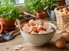 Nevyhazujte vaječné skořápky do koše: Nasypte je k této zelenině a zachráníte celou úrodu před černáním