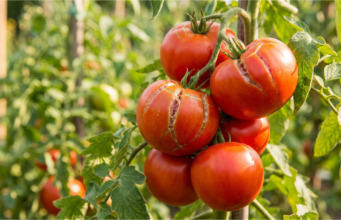 Rajčata praskají na keři? Nejčastější chyba v zálivce, která kazí úrodu