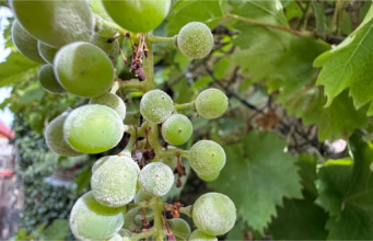 Hrozny nám pokryl bílý povlak: Je to přirozená ochranná vrstva, nebo padlí?