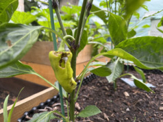 Papriky mají díry a měkké hnědé špičky: Dva různí viníci a co s nimi Paprika s dírou vykousanou od slimáka