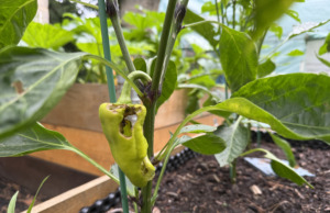 Papriky mají díry a měkké hnědé špičky: Dva různí viníci a co s nimi Paprika s dírou vykousanou od slimáka