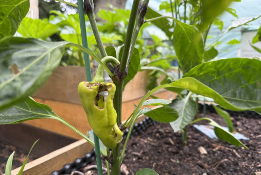 Papriky mají díry a měkké hnědé špičky: Dva různí viníci a co s nimi Paprika s dírou vykousanou od slimáka