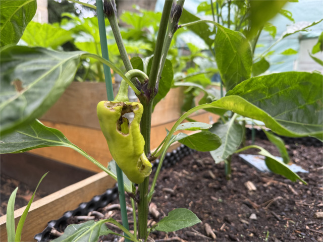 zahradni-napady-445 Paprika s dírou vykousanou od slimáka